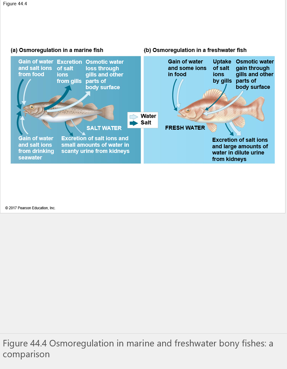 <p>Marine body fish osmoregulation strategy? </p>