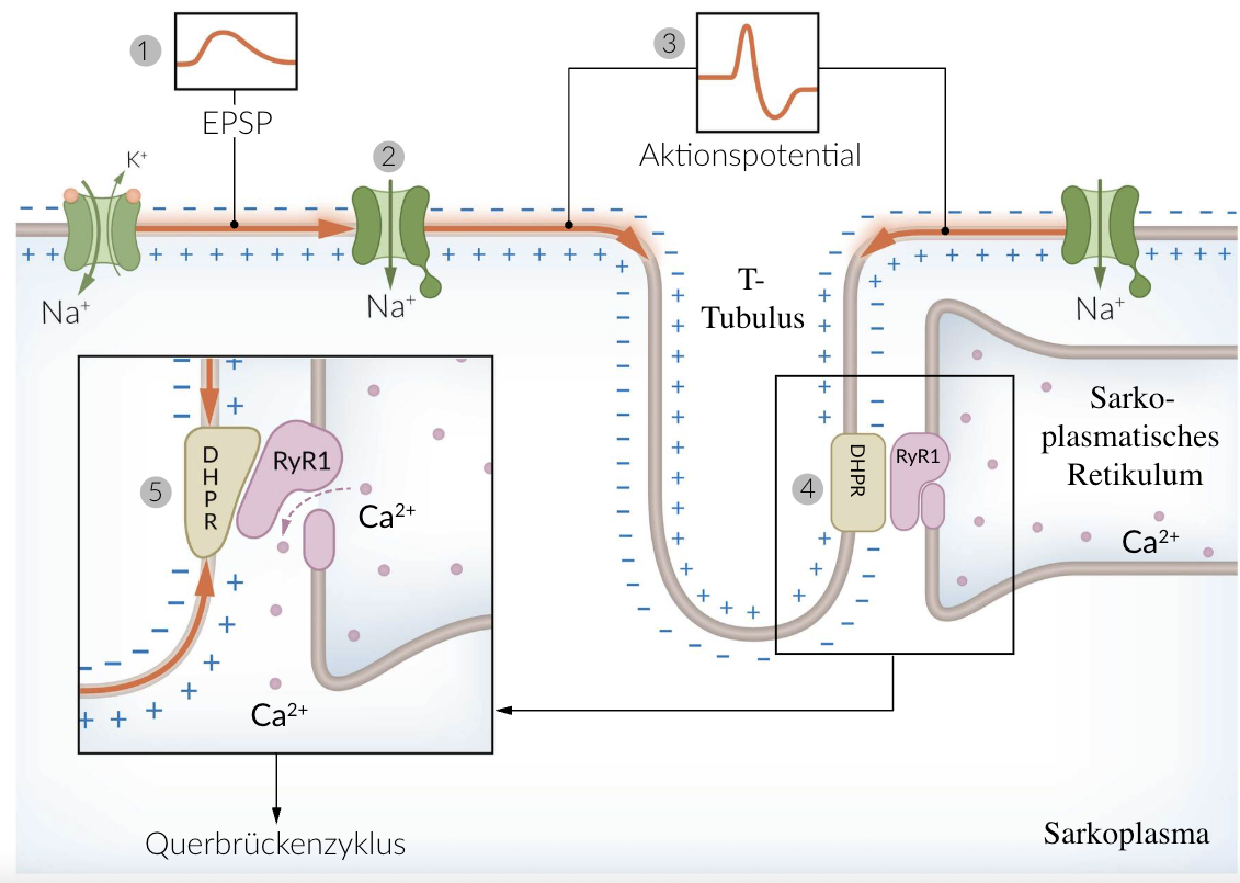 <p>C. The ryanodine receptor is a Ca²⁺ channel of the sarcoplasmic reticulum.</p>