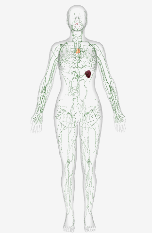 <p>Key structures- Lymph nodes, Spleen, Thymus, And Bone Marrow</p><p>Functions- Filter fluid in the body; mounts the attack against foreign substances in the body.</p>