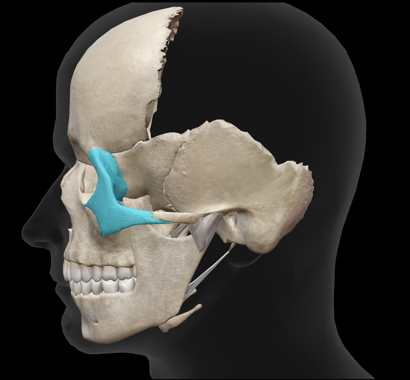 <p>What connects to the zygomatic process to make the zygomatic arch?</p>