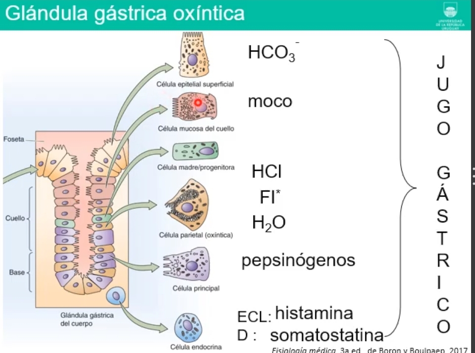 <p><strong><u>Cuerpo</u></strong><u> sector mas voluminoso del estomago</u></p><p><strong>Pared gastrica</strong>: Capa de la <strong>Mucosa</strong> (hacia la luz), en la  profundidad de la mucosa glandulas que vierten sus contenodos en los hoyuelos gastricos.</p><p><strong>Celulas de las glandulas</strong>: (celulas glandula oxitricas, o sea productoras de ac clorhidrico) </p><ul><li><p>Celula epitelial superficial: Bicarbonato (HCO3-)</p></li><li><p>Celula mucosa del cuello: moco </p></li><li><p>Celula madre progenitora</p></li><li><p><strong>Celulas parietales u oxitricas</strong>: producen ác clorhidrico (HCl), Factor intrinseco impresindible para la vida, secrecion de agua.</p></li><li><p><strong>Célula principal</strong>: pepsionogenos, zimogenos precursores de la pepsina</p></li><li><p>Célula endocrina: celulas similares a las enterocromafines ECL: histamina (importante secretagogo) D: somatostatina (inhibidor)</p></li></ul><p>Forman juntas el jugo gastrico</p><p></p><p></p>