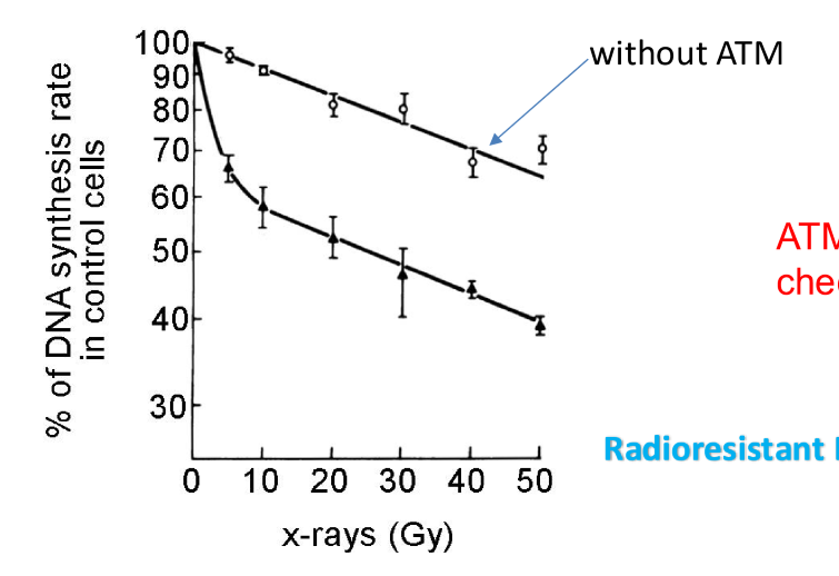 <p>cells with ATM mutation continued to go through S phase checkpoint while normal cells stopped to repair DNA</p><ul><li><p>therefore ATM is required to inhibit DNA synthesis after radiation exposure</p></li></ul><p></p>