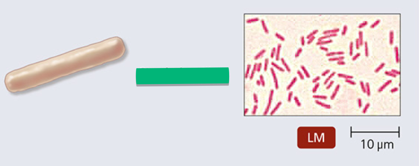 <p>What is the arrangement of this prokaryotic cell?</p>