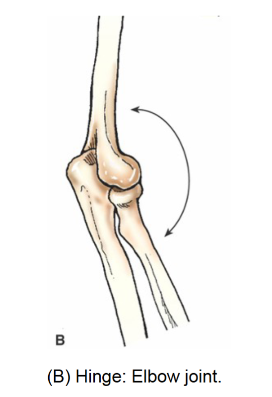 <p>hinge joint </p>