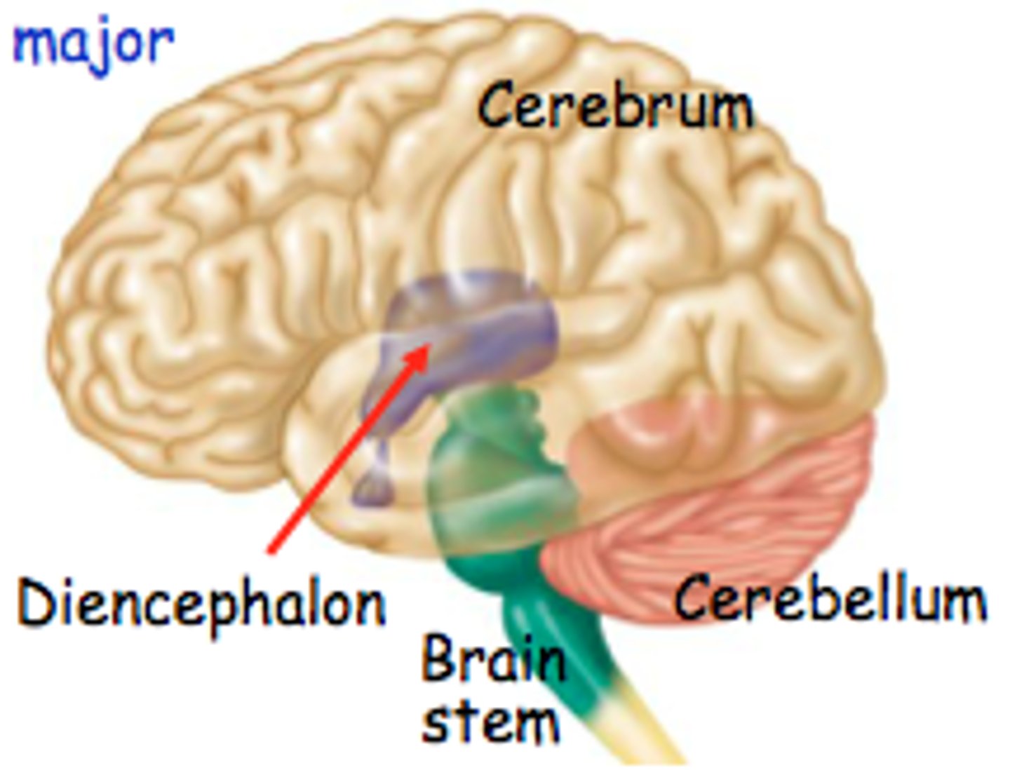 <p>cerebrum, cerebellum, brainstem, and diencephalon</p>
