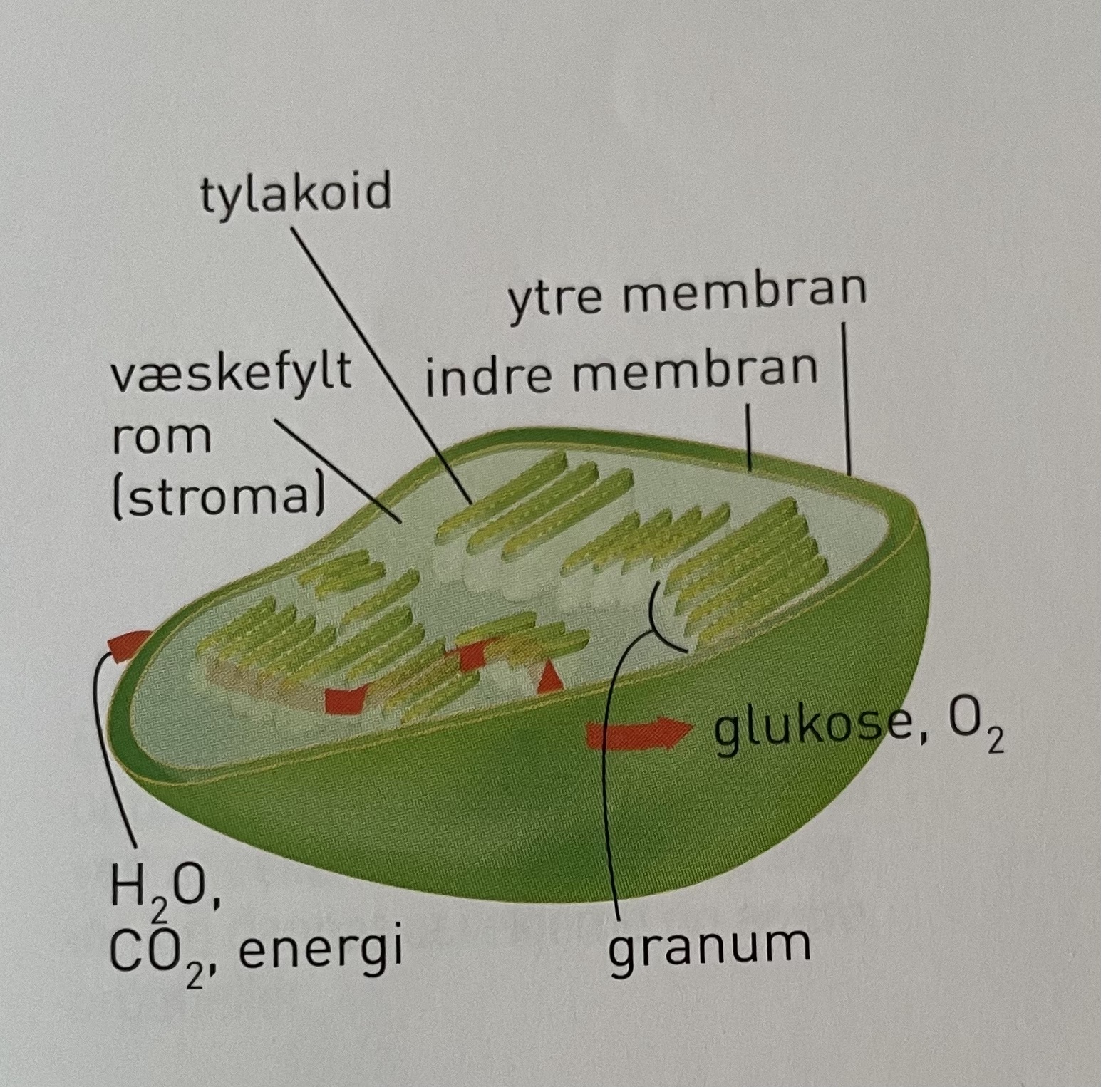 <p>planter, kan være 10-100+ i en celle</p><p>fanger lysenergi (lagres som ATP) og omdanner det til kjemisk energi, fotosyntese</p><p>6H<sub>2</sub>O + 6CO<sub>2</sub> + solenergi —&gt; C<sub>6</sub>H<sub>12</sub>O<sub>6 </sub>+<sub> </sub>6O<sub>2</sub></p><ul><li><p>dobbel ytre membran som omgir væskefylt område stroma hvor indre membransystem <u>tylakoidene</u> ligger.</p><ul><li><p>tylakoidene er blæreformede sekker organisert i en stabel (granum, flere stabler grana) som hver består av væske pakket i tylakoidmembran</p></li><li><p>i tylakoidmembranen ligger klorofyll + andre pigmenter</p></li></ul></li><li><p>delreaksjonene i fotosyntesen skjer i tylakoidmembranen og i stroma</p></li><li><p>i væsken i granum og stroma er det enzymer</p></li><li><p>har eget DNA</p></li></ul><p></p>