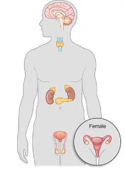 Identify the position of the following on a diagram of the human body and state their purpose: Write answer with body part

• pituitary gland

• pancreas

• thyroid

• adrenal gland

• ovary

• testes.