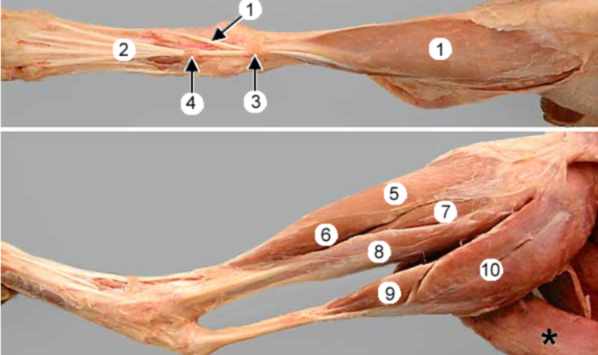 <p>Cranial tibial m. #1</p>