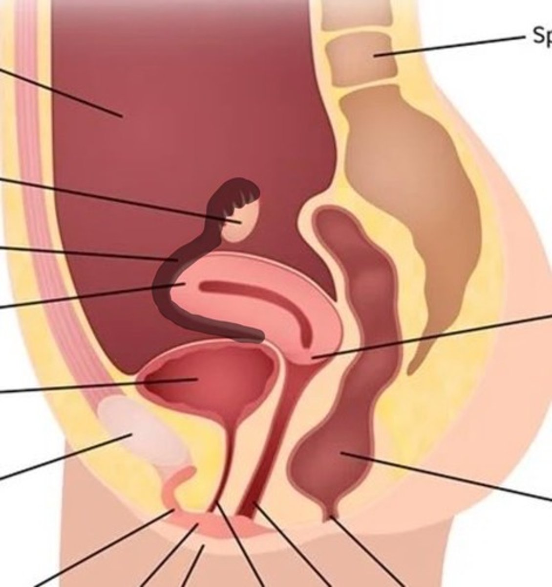 <p>Tubes which carry eggs from the ovaries to the uterus</p>