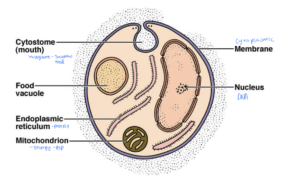 <ul><li><p>kingdoms of life: animals, plants, fungi, <span style="color: blue;">Protista (algae and protozoa)</span></p></li><li><p><span style="color: blue;">singled celled, animal-like</span></p><ul><li><p>ex. amoebae, ciliates, flagellates, sporozoans</p></li></ul></li><li><p>structure: </p><ul><li><p>cytoplasmic membrane</p></li><li><p>cytoplasm</p></li><li><p>cytostome (mouth)</p></li><li><p>vacuole</p></li><li><p>nucleus w/ DNA</p></li><li><p>ER</p></li><li><p>mitochonrion</p></li><li><p>usually with flagellum</p></li></ul></li></ul><p></p>