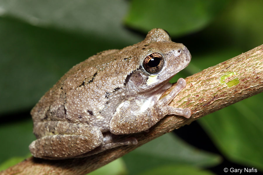 Cope’s Gray Treefrog