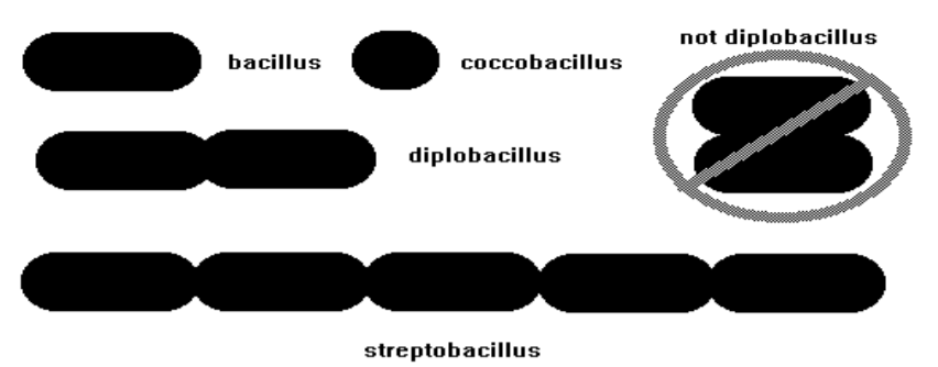 <p><strong>BACILLI:</strong> Cell arrangement (groupings): arise from cells failing to separate after division</p>