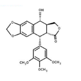 <p>Podofilotoxina: gera problemas digestivos, encefalopatia, neuropatia periférica e tem toxicidade hematológica.</p><p>Uso: condilomas externos (solução alcoólica 0,5%) e obtenção de derivados semi-sintéticos glicosilados (- toxicidade) que impedem a progressão da mitose, atuando na topoisomerase II na passagem da fase S para G2- USO EM QUIMIOTERAPIA.</p><p>Contraindicações: crianças, grávidas, lactantes e deve se ter cuidado com as mulheres em idade fértil por interferir com a mitose. </p>