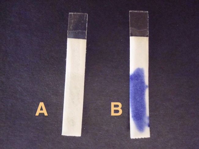 <p>which is cytochrome c oxidase positive?</p>