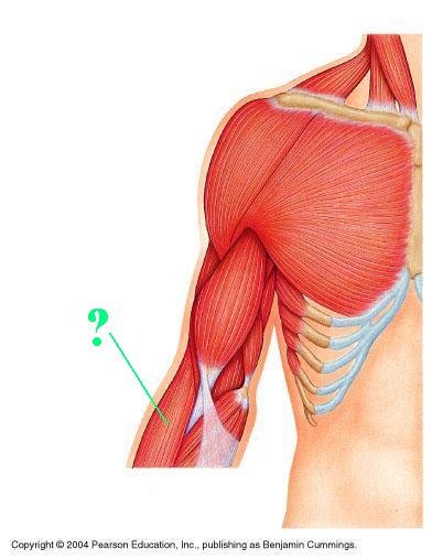 <p><span>Identify the indicated muscle</span></p>