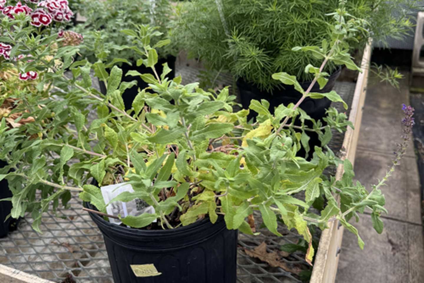 <p>What is the Latin name for this plant?</p>