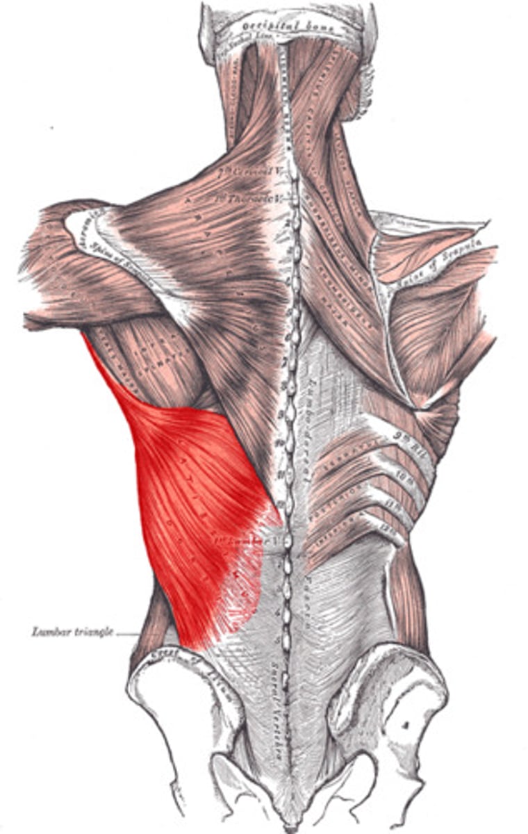 <p>Origin: Thoracolumbar fascia illiac crest, inferior angle of the scapula and lower ribs</p><p>Insertion: Intertubercular groove of the humerus</p><p>Action: Extend and adduct at shoulder, medially rotate at shoulder, and horizontally abduct away from midline</p><p>Innervation: Thoracodorsal and middle subscapular nerve</p>