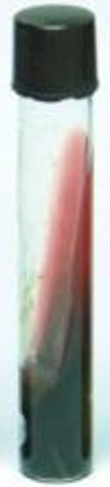 <p>Buttt - Black (H2S formation)</p><p>Slant - Red (no fermentation of lactose/sucrose)</p><p></p>