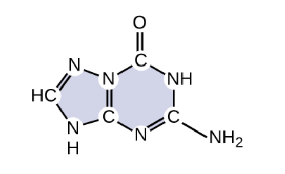 <p><br><span>What base is shown below?</span></p>