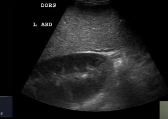 <p>Left Paralumbar Fossa</p><p>Can see spleen and kidney (If kindey not visible we potentially have Left Dorsal Displacement of colon)</p>