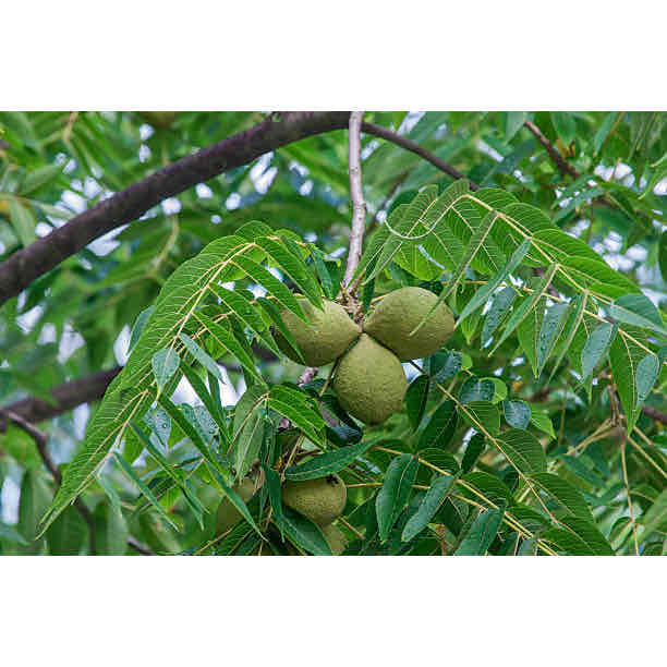 <p>Juglans nigra</p>