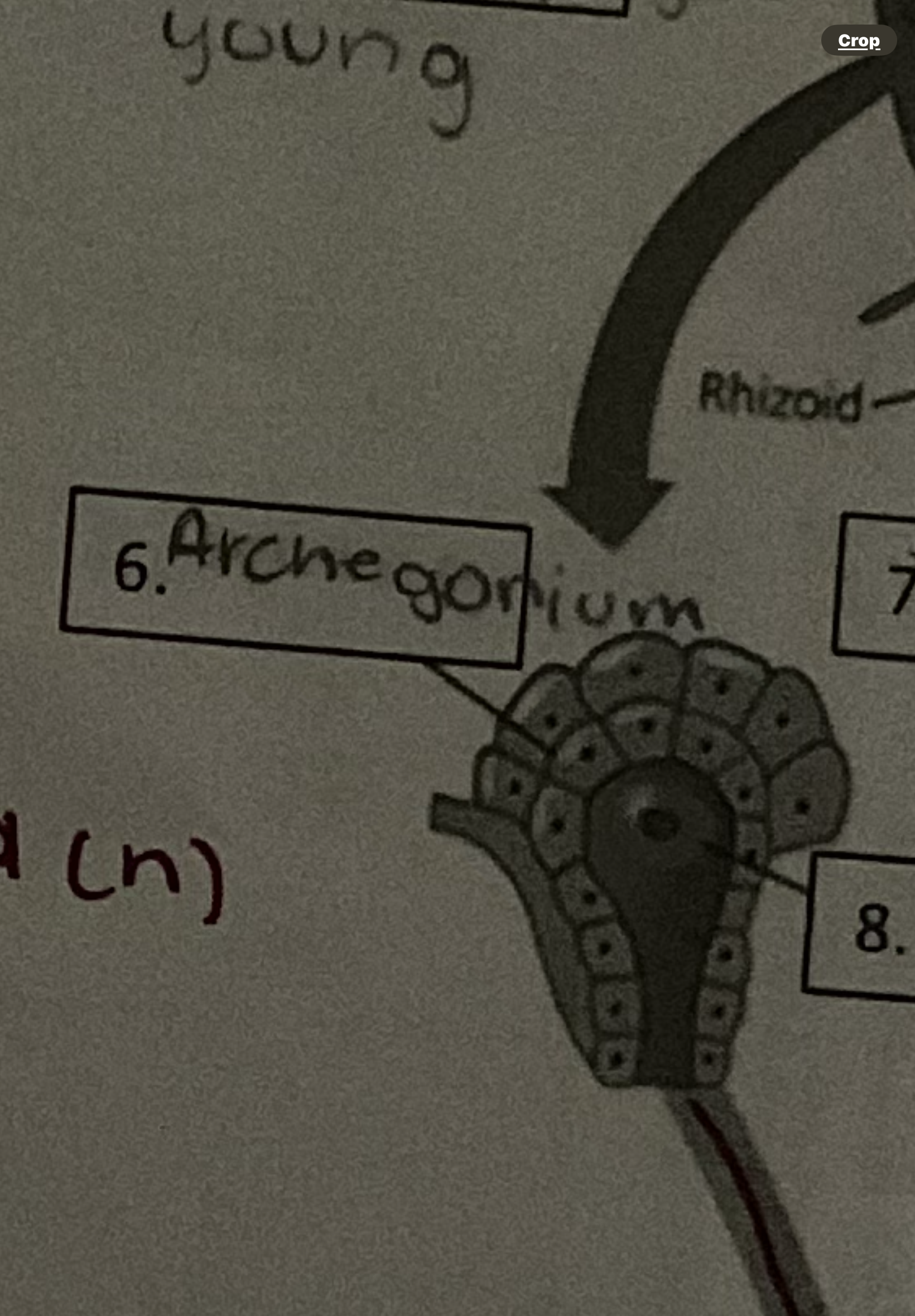 <p>Archegonium (in ferns)</p>