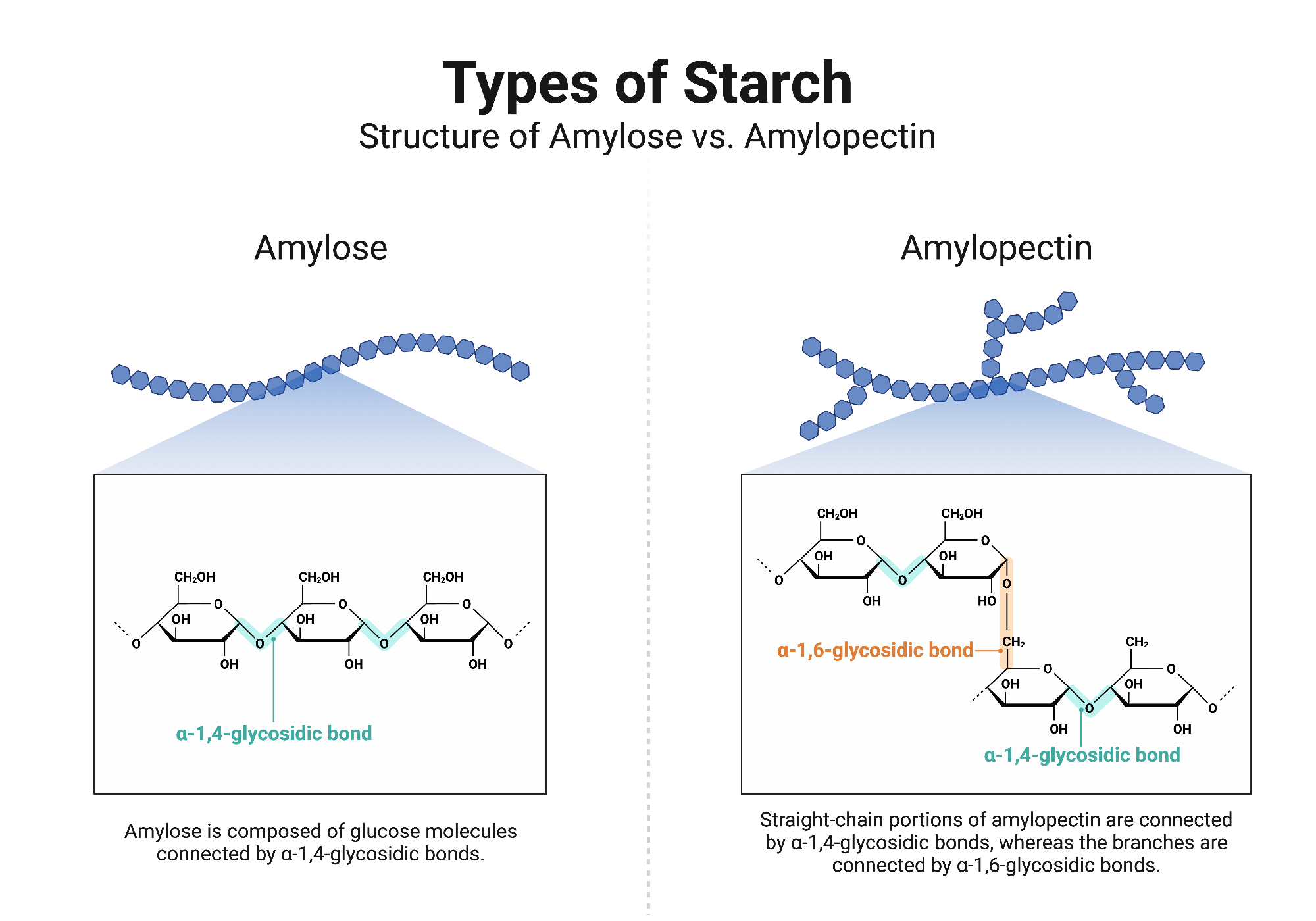 <p>Amylopectin</p>