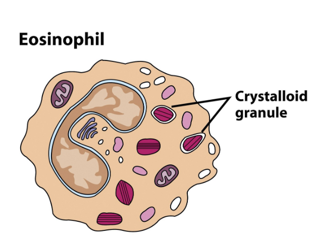 <ul><li><p>present in low numbers (1%-3%); motile leukocytes designed to fight multicellular parasites (helminths) by releasing digestive enzymes onto them</p></li><li><p>Morphology: bilobed nucleus &amp; granules</p></li><li><p>Very minor phagocytic activity; not often employed</p></li><li><p>Cause of allergies in areas free of worm parasites</p></li></ul><p></p>