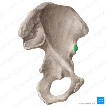 <p>Origin: rectus femoris &amp; iliofemoral ligament</p>