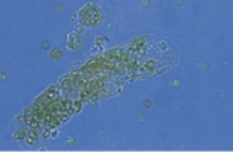 <p>What cast is this? What is it associated with?</p>