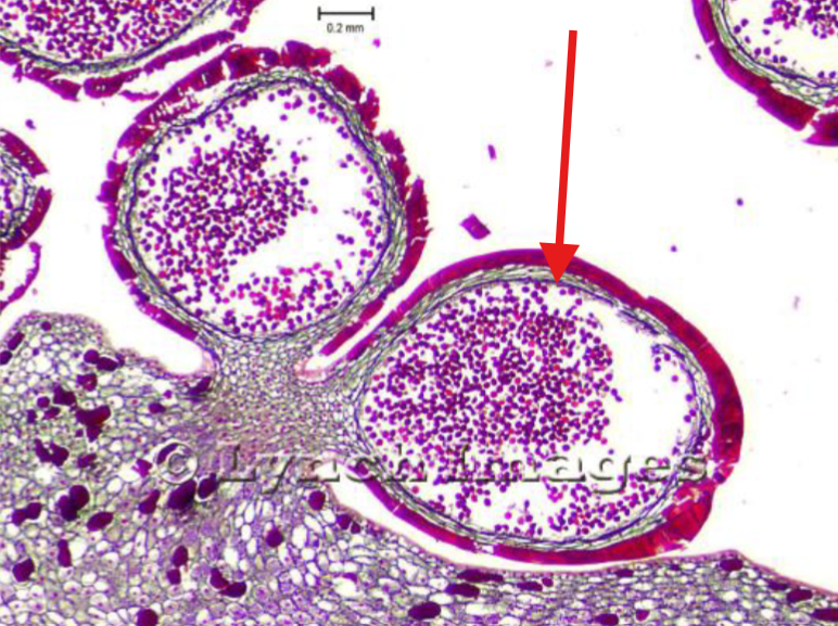 <p>What is being indicated on the Zamia Microstrobilus?</p>