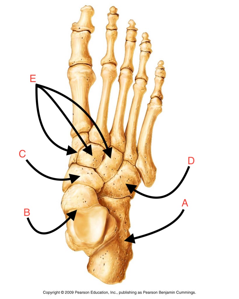 <p>What is the name of this bone?</p>