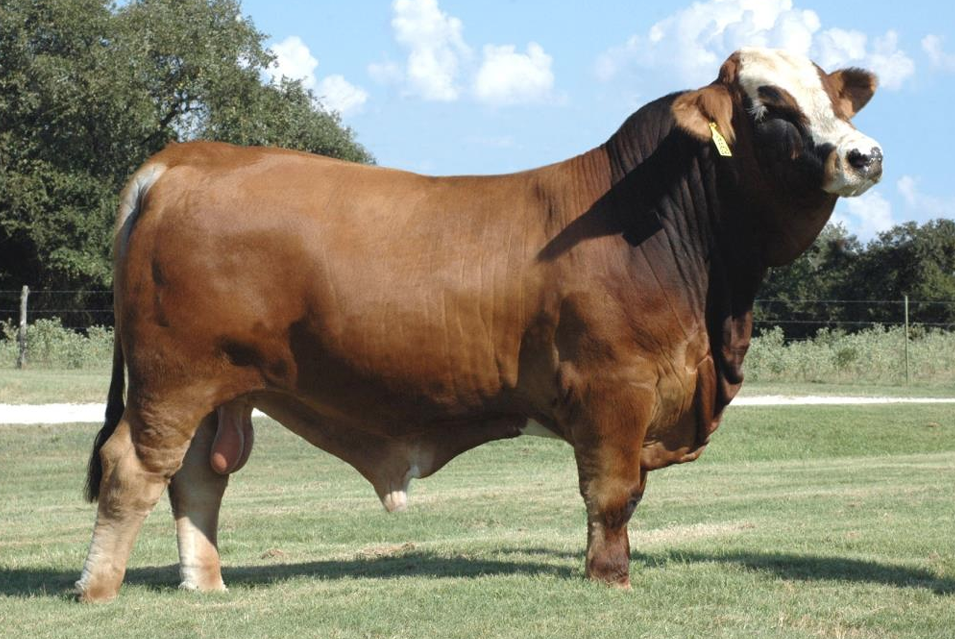 <ul><li><p>5/8 Simmental 3/8 Brahman</p></li><li><p><strong>Tend to mark like a Simmental</strong></p></li><li><p><strong>Way too big </strong>and needs <strong>too much forage</strong></p><ul><li><p>Good in plains states</p></li></ul></li><li><p><strong>Good maternity</strong></p><ul><li><p>Milk production</p></li></ul></li></ul><p></p>