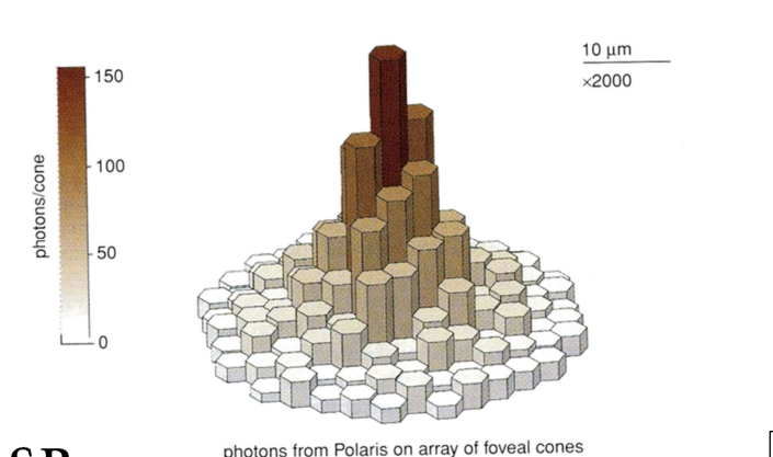 <p>the focus of photons from a point source of light has a peak approximately the size of a single cone inner segment</p><ul><li><p>peak/hill is constantly moving due to eye movements</p></li><li><p>this distribution shape blurs the image projected on the retina</p></li></ul><p></p>