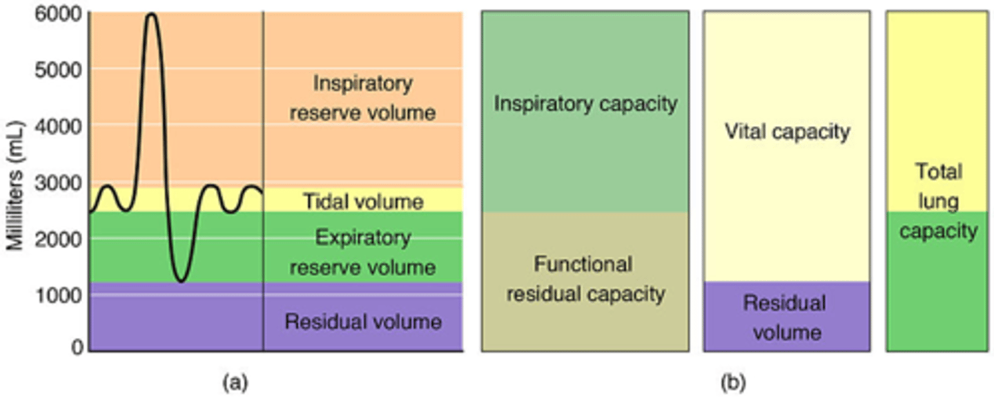 <p>Maximum volume of air that can be inspired after normal tidal volume expiration (IC = TV + IRV)</p>