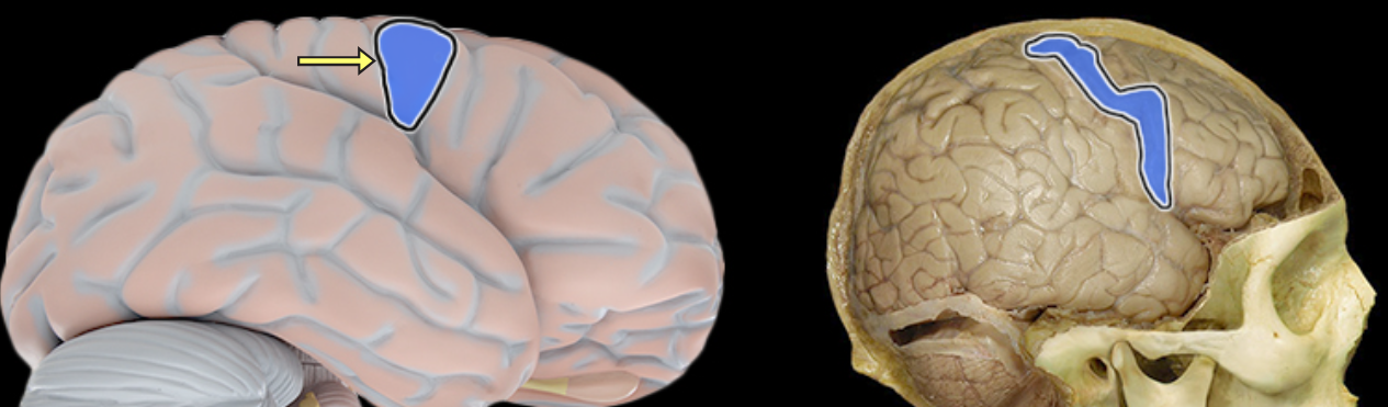 <p>Precentral gyrus</p>