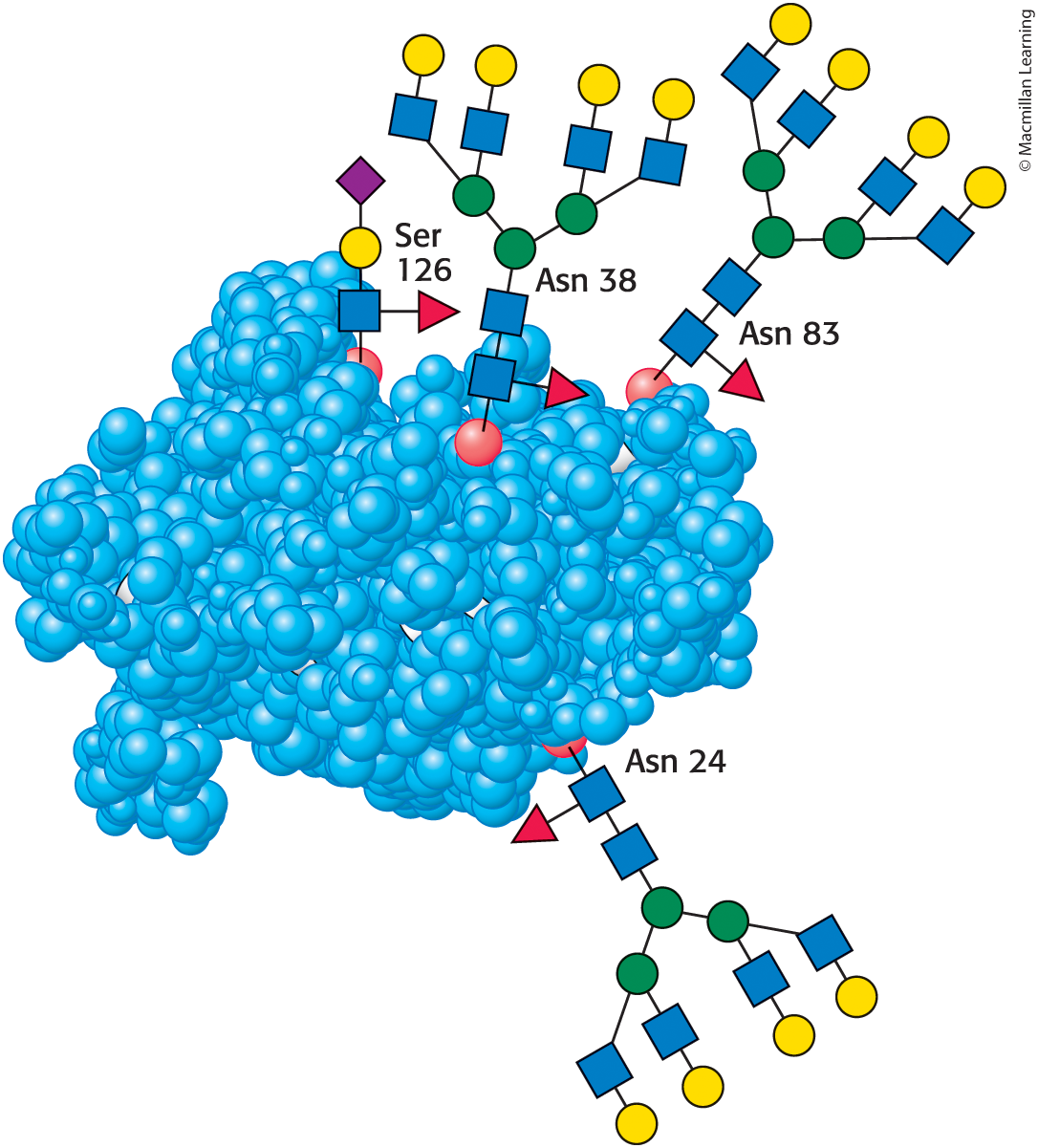 <ul><li><p>N-glycosylated at three Asn residues</p></li><li><p>O-glycosylated at Ser residue</p></li><li><p>40% carbohydrate by weight</p></li></ul><p></p>