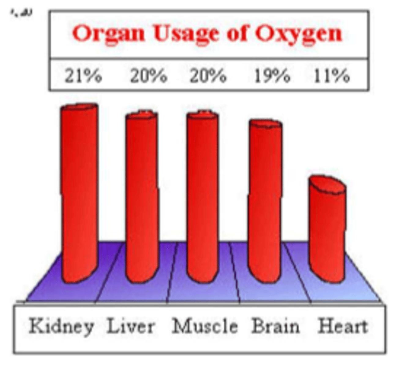 <p>- kidneys: 21%</p><p>- liver: 20%</p><p>- muscles: 20%</p><p>- brain: 19%</p><p>- heart: 11%</p>