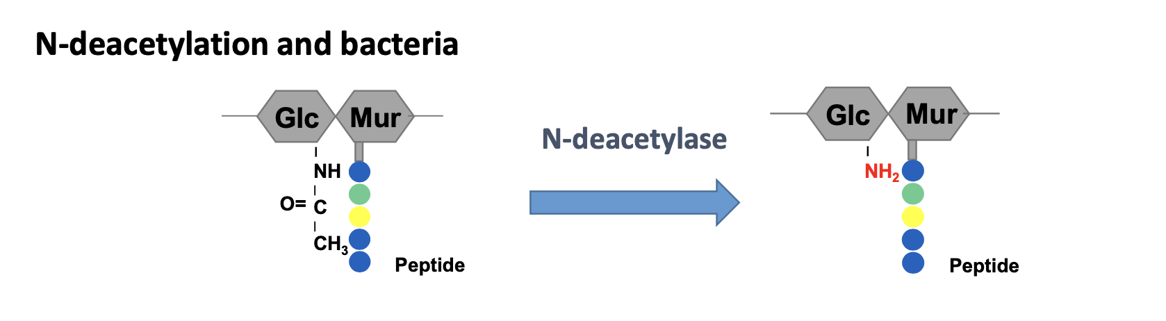 <p>By N-deacetlyation, lysozyme can no longer cleave</p>