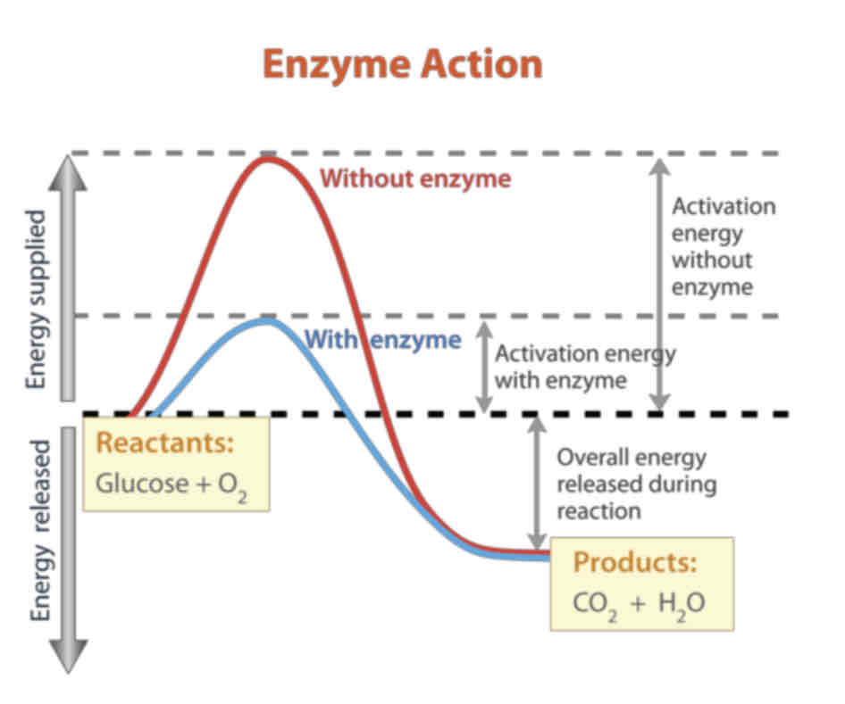 <p>Chemical reactions need energy to start them off; this is called <strong>activation energy.</strong> The activation energy is the energy needed to break existing chemical bonds inside molecules.</p><p>In the body, enzymes lower the activation energy of a reaction. This reduces the input of energy needed to allow reactions to take place; which means they can take place at lower temperatures. </p><p>The graph above shows the energy changes that take place during a chemical reaction. </p><p>The activation energy needed to begin the reaction is represented by the peaks. An enzyme lowers this activation energy (look at the blue curve above).</p><p>This can be exogonic/ endogonic.</p>