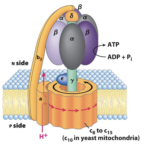<p>What are the <span>3 conformations of ATP synthase and what happens at each step (that is the synthesis of ATP)</span></p>