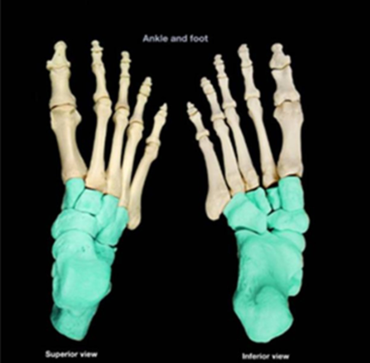 <p>-Has seven tarsal bones</p><p>-Pattern of metatarsal bones and phalanges parallels that of the hand</p><p>&gt;All toes have three phalanges except the hallux (two phalanges)</p>