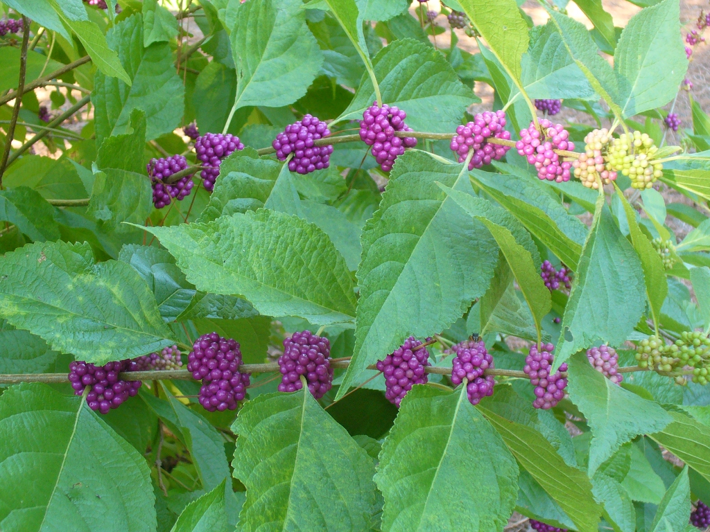 <p>American beautyberry, Callicarpa americana (Verbenaceae)</p>