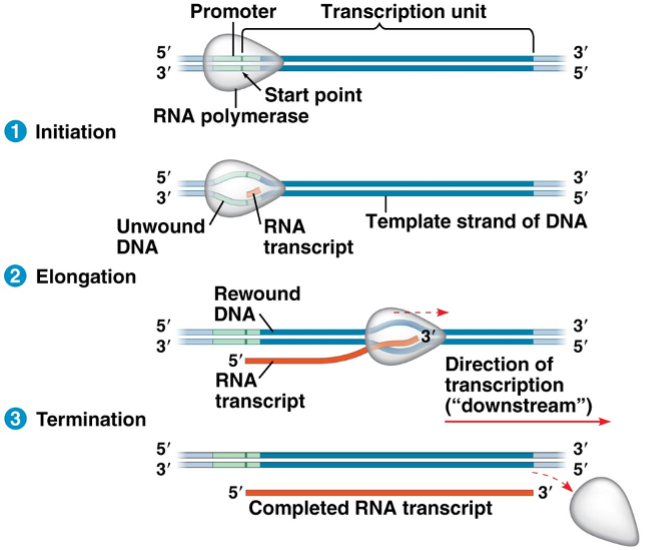 <p><span>In the transcription process shown here, in which process order (1, 2, or 3) does the RNA polymerase bind to the promoter, in which is the RNA transcript released, and in which is the RNA transcript extended?</span></p>