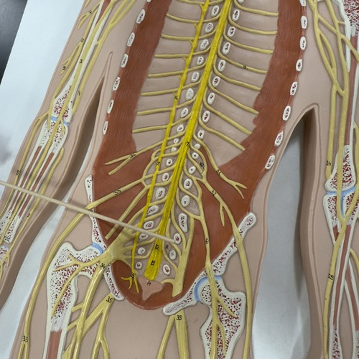 <p>Identify the structure.</p>