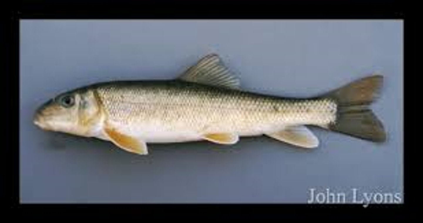 <p>-Ostariophysi superorder</p><p>-complete lateral line (sense organ)</p><p>-small cylindrical scales</p><p>-nose doesn't overhang</p><p>-flat lips &amp; larger mouth</p>