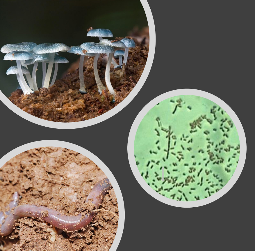 <p>Why does decomposition often limit nutrient cycling in ecosystems?</p><ul><li><p>Abiotic conditions - temp____, ox____, avail_____ &amp; preci______</p></li><li><p>Type of detritus - lig___ vs cell____e</p></li><li><p>Abundance and diversity of detri_____s </p></li></ul><p></p>