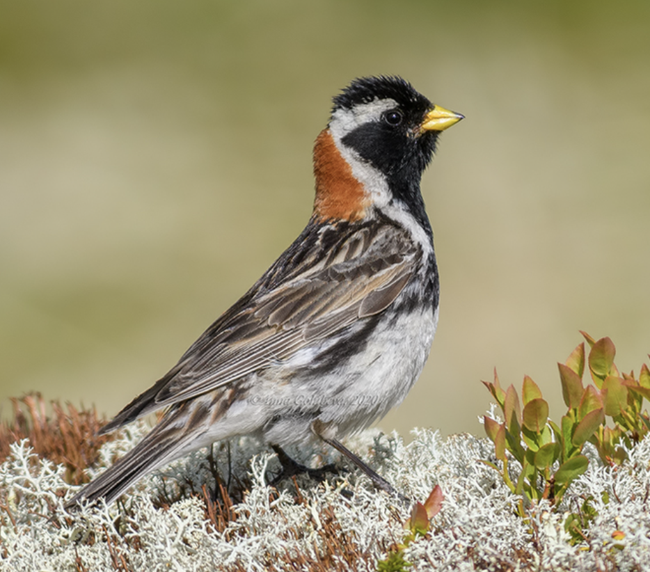 <p>What is this bird?</p>