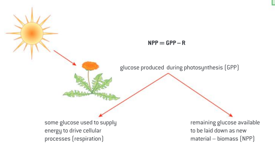<p>Calculated by subtracting respiratory losses from GPP</p><p>An ecosystem’s NPP is the rate at which plants accumulate dry mass usually measured in g m^-2. The glucose produced in photosynthesis has 2 main fates</p><ul><li><p>Some provides for growth, maintenance, and reproduction </p></li><li><p>The remainder is deposited in and around cells as new material </p></li></ul><p>NPP = GPP - R</p>