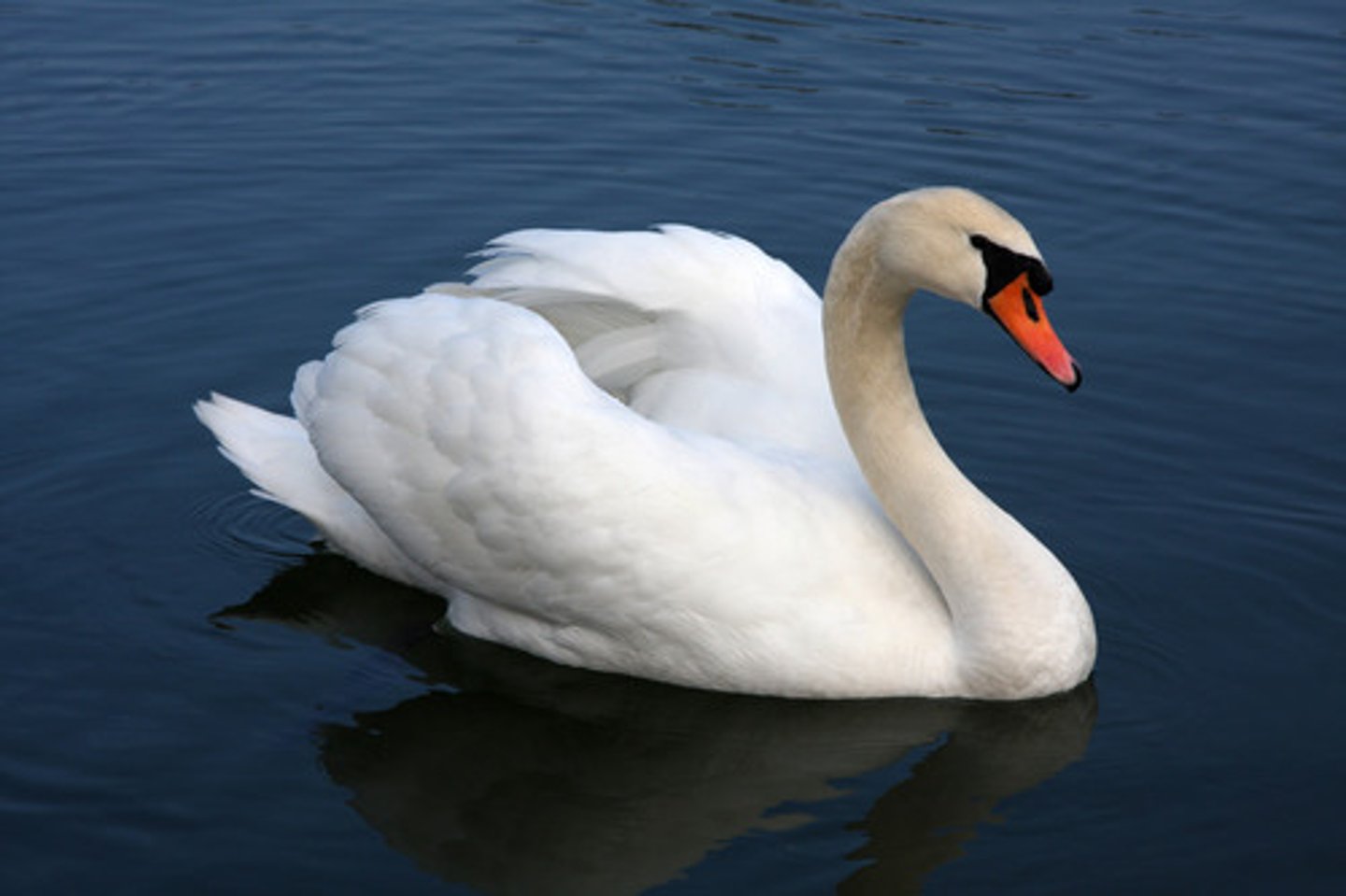 <p>a large, usually white bird with a long neck that lives on rivers and lakes</p>